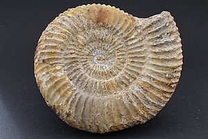 Ammoniten 3535